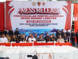 BERHASIL DIGAGALKAN PENYELUDUPAN BENIH BENING LOBSTER BERNILAI 23,6 MILIAR 