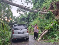 Kapolsek Tommo Sigap Tangani Pohon Tumbang yang Halangi Jalan Poros Tommo-Kakulasan