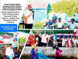 Bupati Halsel Resmikan Panen Perdana Udang Vannamei di Desa Indomut, Langkah Awal Memajukan Sektor Perikanan