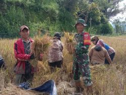 Babinsa kodim 1428/Mamasa Bersama Masyarakat Melaksanakan Panen Raya Padi