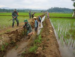 Koramil 12/Tulis Bantu Petani Basmi Hama Tikus