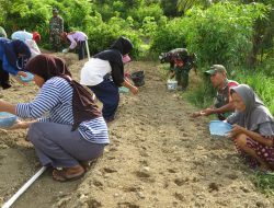 Bangkitkan Semangat Petani di Dusun Galung Paara, Kodim 1401/Majene Pelopori Budidaya Bawang Merah