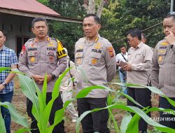Kapolres Sarolangun Dampingi Langsung Tim Supervisi Polda Jambi Tinjau Langsung Kebun Jagung di Desa Pelawan Jaya