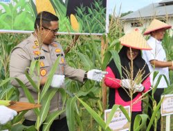Kapolres Dumai Hadir Dalam Acara Panen Raya Jagung Di Bukit Kapur