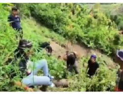 Kembali Satresnarkoba Polres Kerinci Amankan Peladang Ganja di Sungai penuh