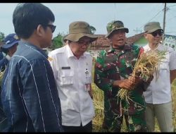 Babinsa Koramil 03/Gringsing Dampingi Serapan Gabah Desa Kebondalem