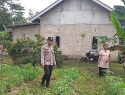 Pengecekan Lahan Tanaman Ubi Untuk Ketahanan Pangan Kecamatan Suak Tapeh
