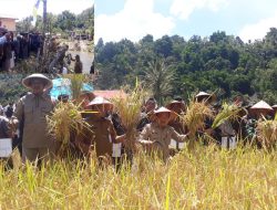 Gubernur Al Haris  Tabur 20 Ribu Benih Ikan dan Panen Padi di Pungut Hilir