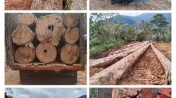 Ilegal Logging Kian Meresahkan Warga di Tapsel, APH Diminta Tindak Tegas Inisial J RTG Diduga ASN yang Menyalahgunakan Kewenangan