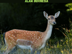 Makna Hari Cinta Puspa dan Satwa Nasional: Saatnya Kita Diajak Jatuh Cinta Lagi Pada Alam Indonesia