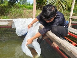 BLT dan Bantuan Benih Ikan Tuntas Disalurkan, Desa Bumi Ayu Perkuat Ketahanan Pangan 2025