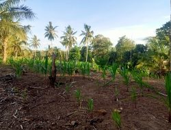 Curah Hujan Tak Menentu, Petani Jagung di Desa Abbanuange Gagal Panen
