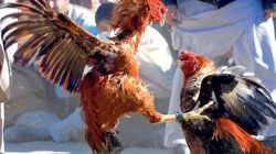 Tak Tersentuh Hukum ,  Kalangan Sabung Ayam Di Sukorejo duduga  Oknum Anggota Reskrim