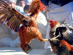 Tak Tersentuh Hukum ,  Kalangan Sabung Ayam Di Sukorejo duduga  Oknum Anggota Reskrim