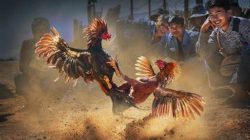 Kembali Beroperasi, Tempat Sabung Ayam di Dusun Kemloko Garum Jadi Sorotan