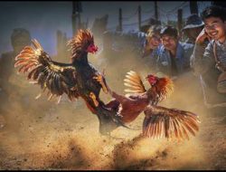 Kembali Beroperasi, Tempat Sabung Ayam di Dusun Kemloko Garum Jadi Sorotan