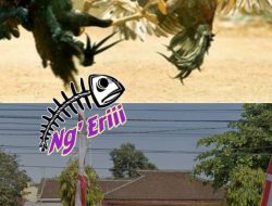 AKSI PERJUDIAN 303 SABUNG AYAM DI DESA KARANG DUREN KECAMATAN BALUNG APH TUTUP MATA
